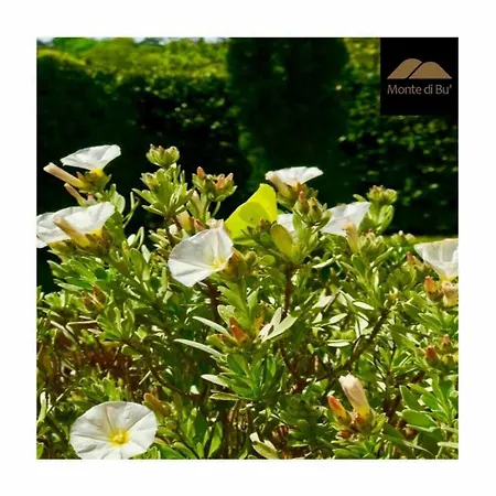 Monte Di Bu 3* Bagno Roselle